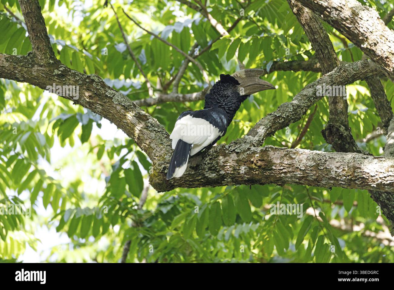 Grauwangenhornschnabel (Bycanistes subzylindricus) Stockfoto