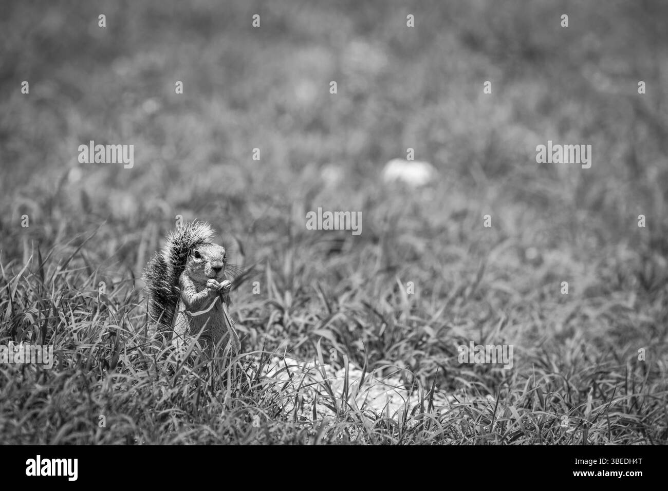 Eichhörnchen fressen Gras in Schwarz-weiß im Kgalagadi Transfrontier Park, Südafrika, Afrika Stockfoto