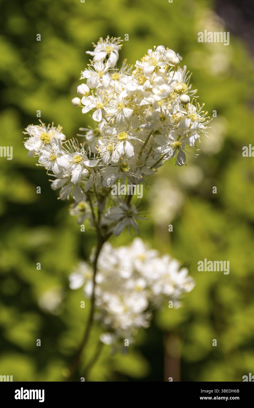 Filipendula ulmaria ECHT MÄDCHENSÜSS (filipendula ulmaria) Stockfoto