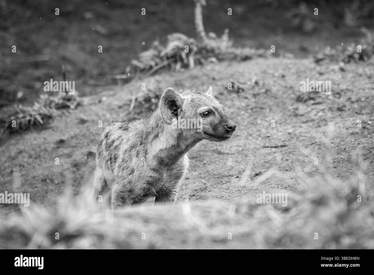 Baby Spotted Hyäne in Schwarz-weiß im Kruger-Nationalpark, Südafrika, Afrika Stockfoto