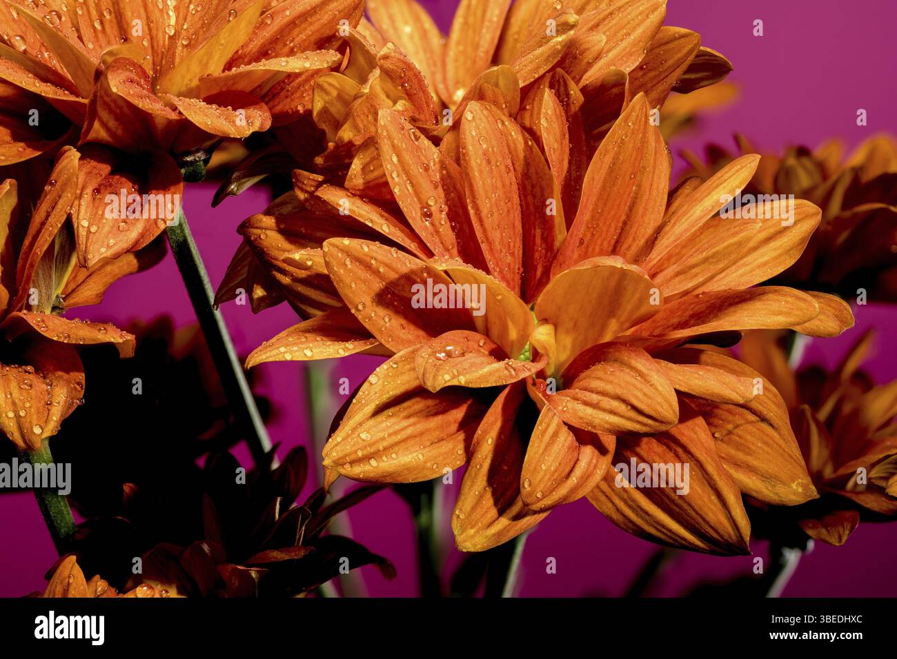 Wunderschöne Chrysantheme multiflora Conaco Orange auf rosa Hintergrund. Nahaufnahme des Blumenkopfes, Odessa, Ukraine, Europa Stockfoto
