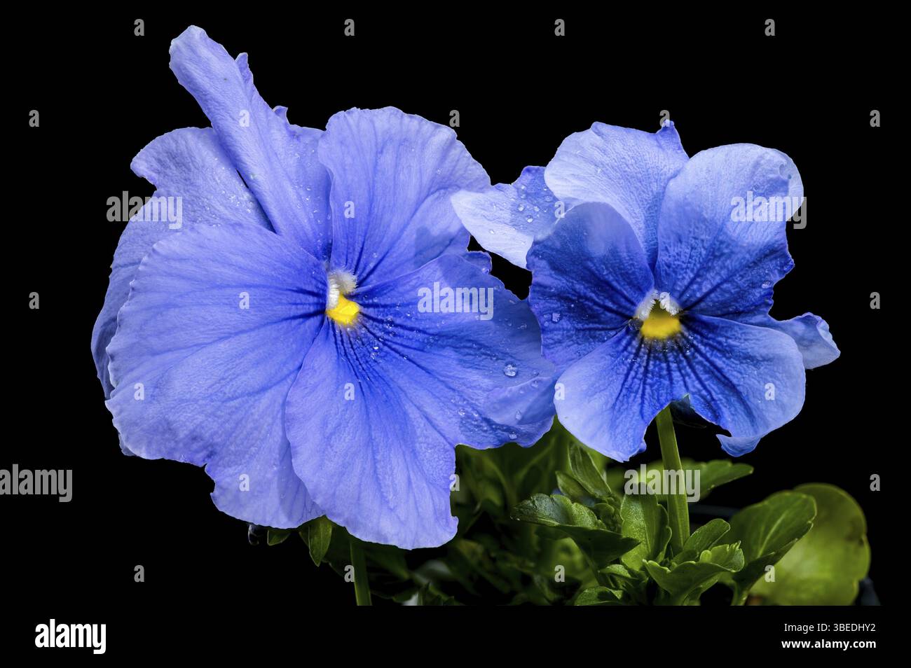 Nahaufnahme zweier hellblauer Stiefmütterchen, bedeckt mit Wassertropfen auf schwarzem Hintergrund. Die zarten Blütenblätter haben dunkelblaue Adern und einen hellen Glanz Stockfoto