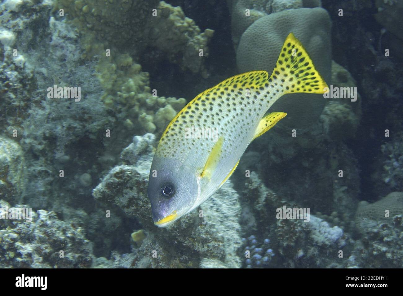 Schwarz gepunktete Süßlippen (Plectorhinchus gaterinus) Stockfoto