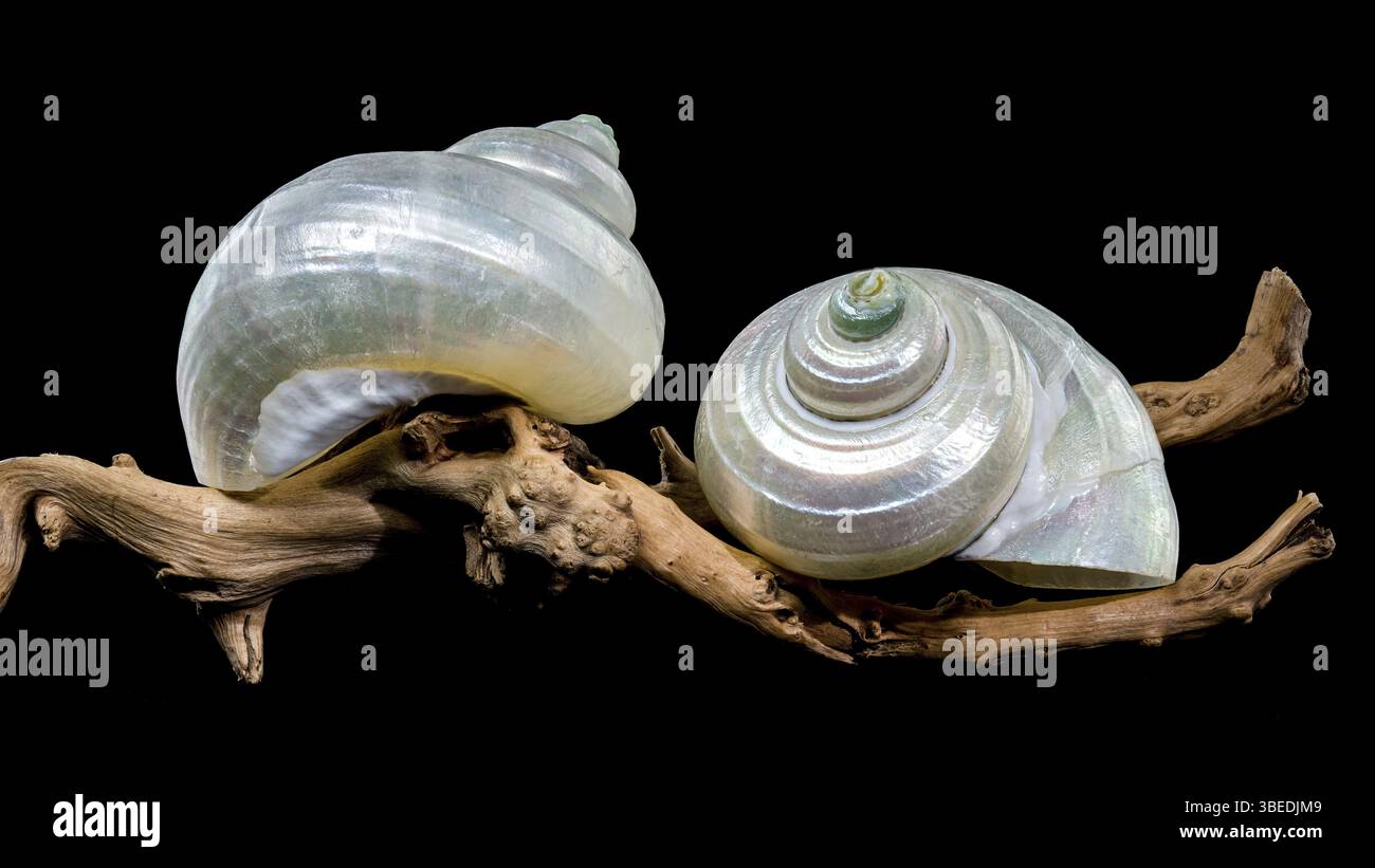 Nahaufnahme einer perlfarbenen Turbanschnecke auf strukturiertem Treibholz vor schwarzem Hintergrund. Die schillernde Schale steht im Kontrast zum rauen Holz, Stockfoto
