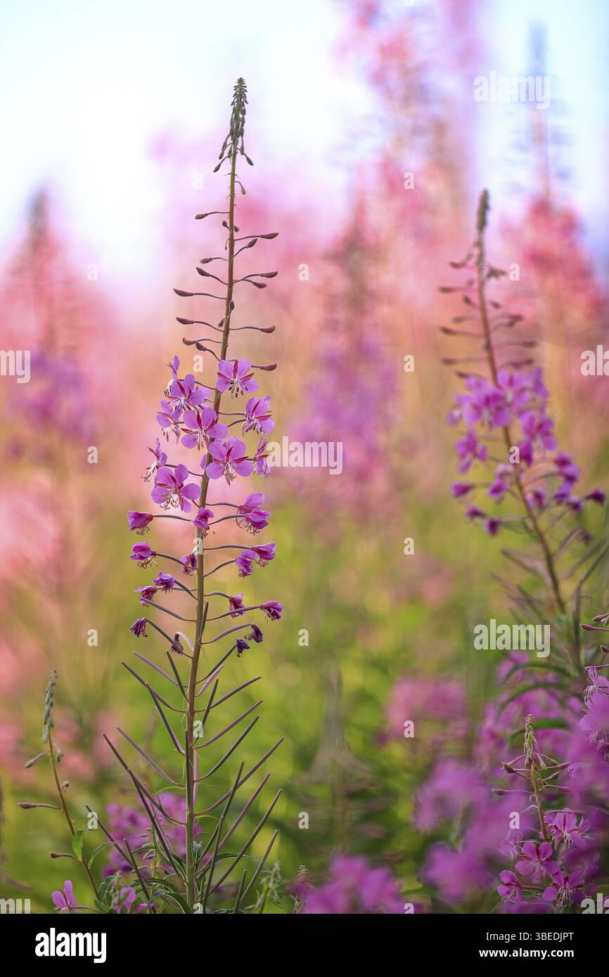 Blühende sally (Epilobium angustifolium) Stockfoto Blühende sally (Epilobium angustifolium) Stockfoto
