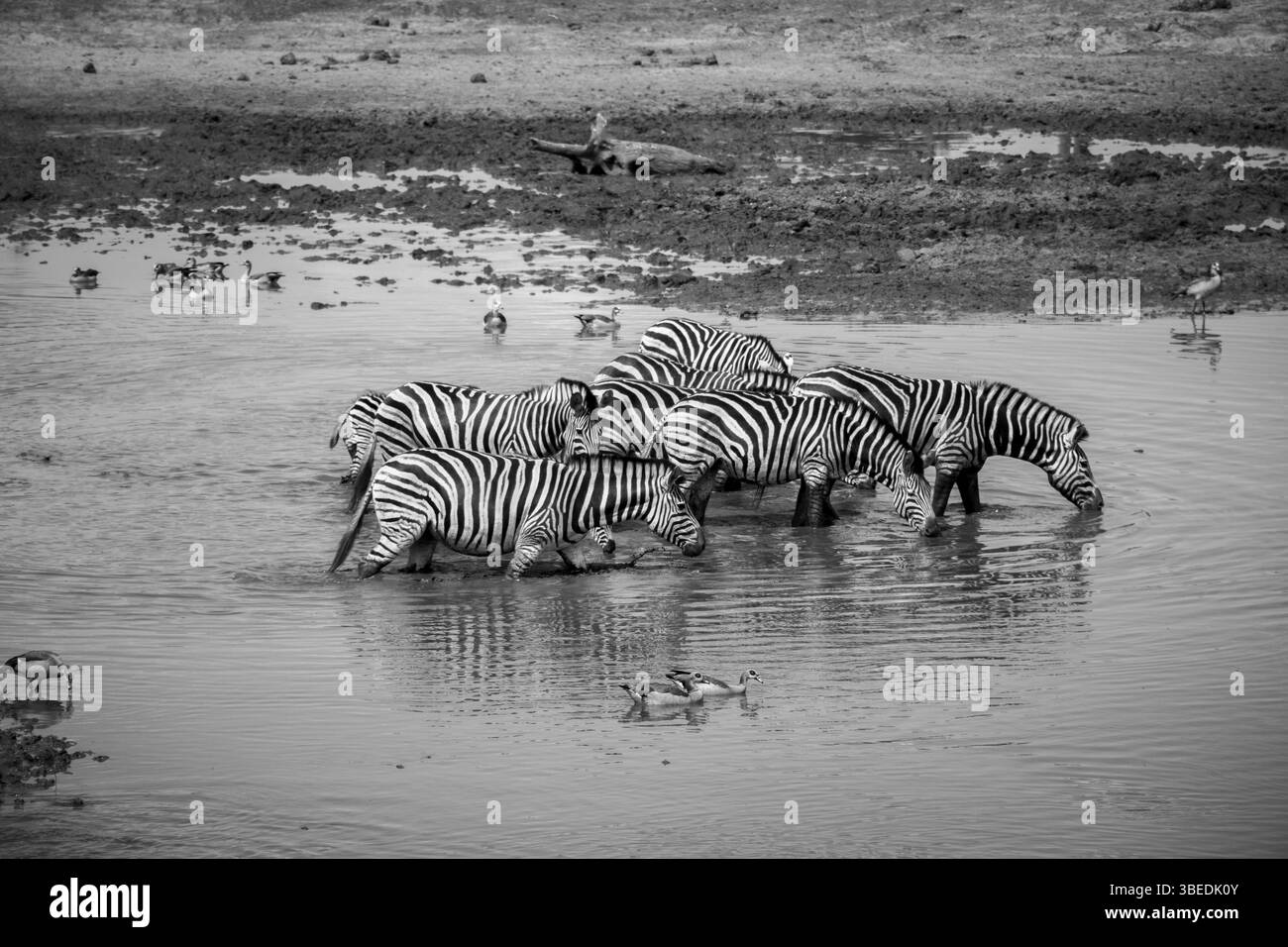 Gruppe von Zebras, die in Schwarzweiß durch das Wasser im Krüger-Nationalpark, Südafrika, Afrika wandern Stockfoto