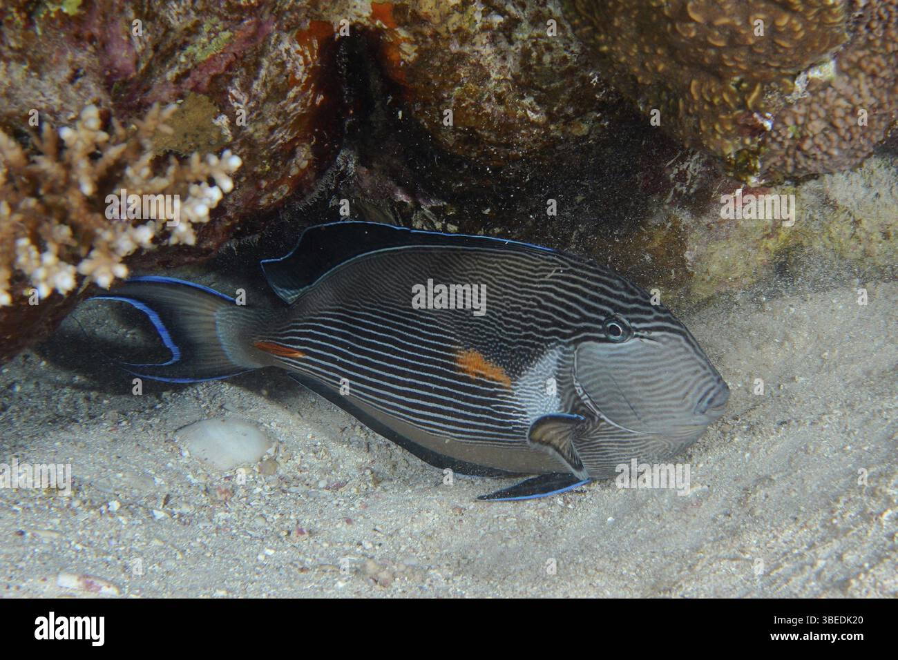 Rotmeerklown Chirurgenfisch (Acanthurus sohal) Stockfoto
