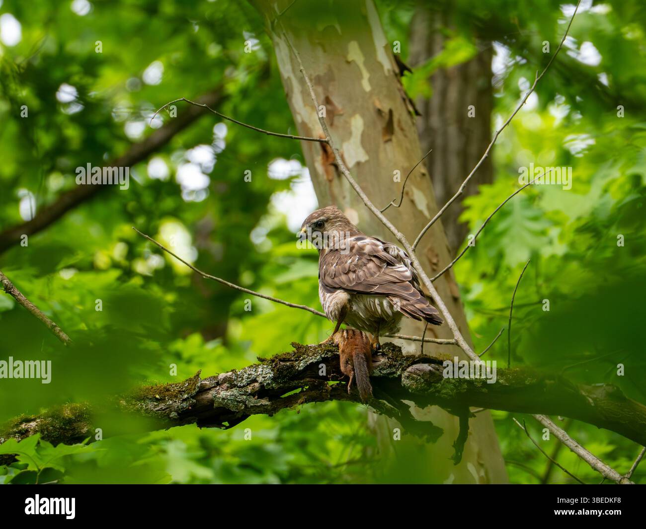 Rotschulternder Hawk, Buteo lineatus, isst im Cuyahoga Valley National Park, Ohio, USA, ein Streifenhörnchen Stockfoto