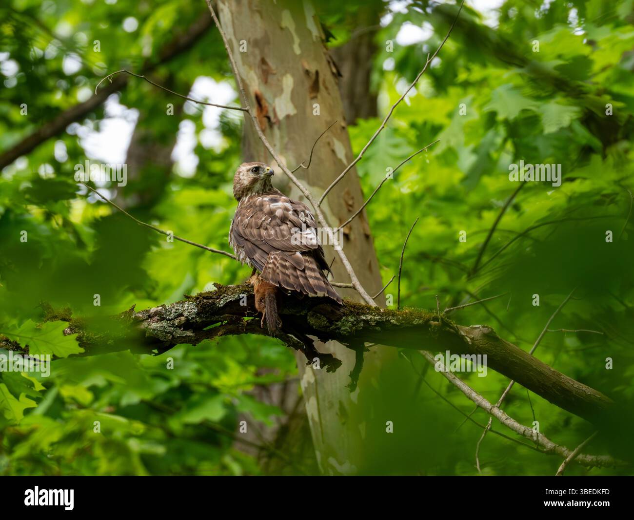 Rotschulternder Hawk, Buteo lineatus, isst im Cuyahoga Valley National Park, Ohio, USA, ein Streifenhörnchen Stockfoto