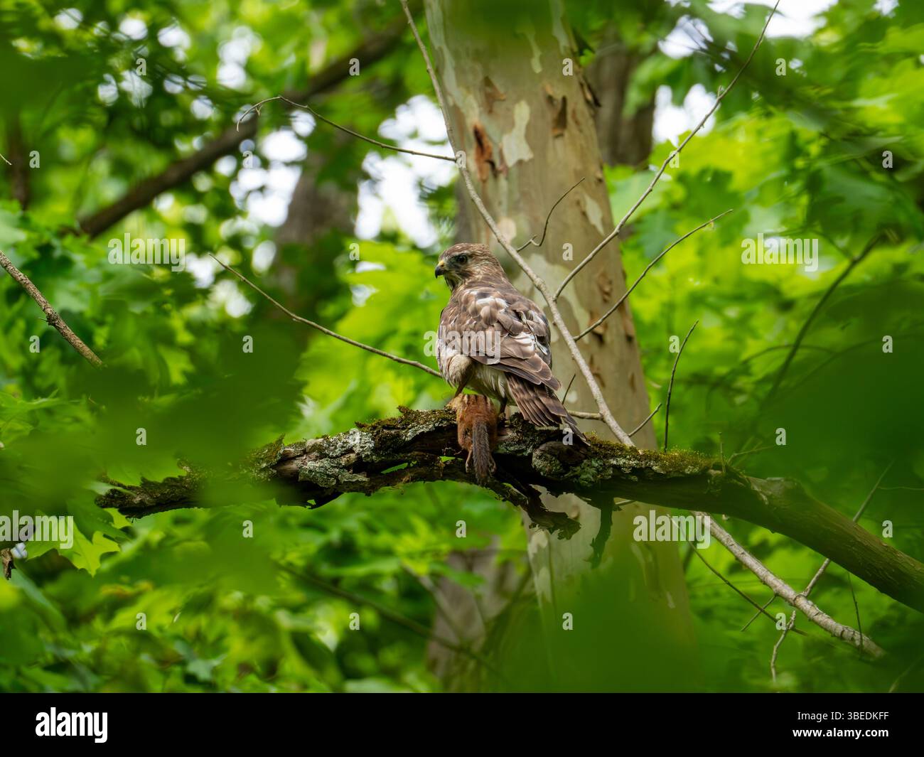Rotschulternder Hawk, Buteo lineatus, isst im Cuyahoga Valley National Park, Ohio, USA, ein Streifenhörnchen Stockfoto