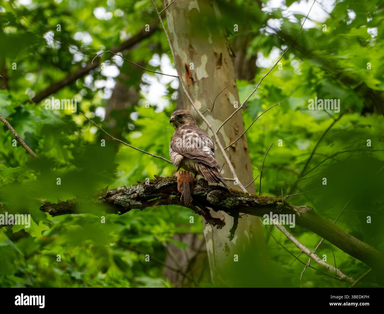 Rotschulternder Hawk, Buteo lineatus, isst im Cuyahoga Valley National Park, Ohio, USA, ein Streifenhörnchen Stockfoto