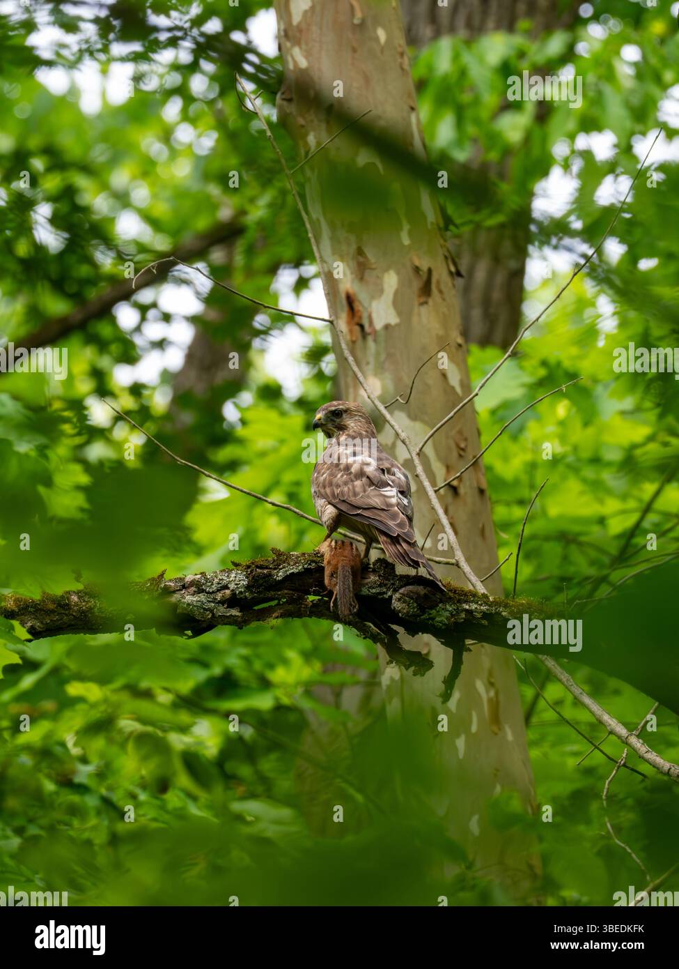 Rotschulternder Hawk, Buteo lineatus, isst im Cuyahoga Valley National Park, Ohio, USA, ein Streifenhörnchen Stockfoto