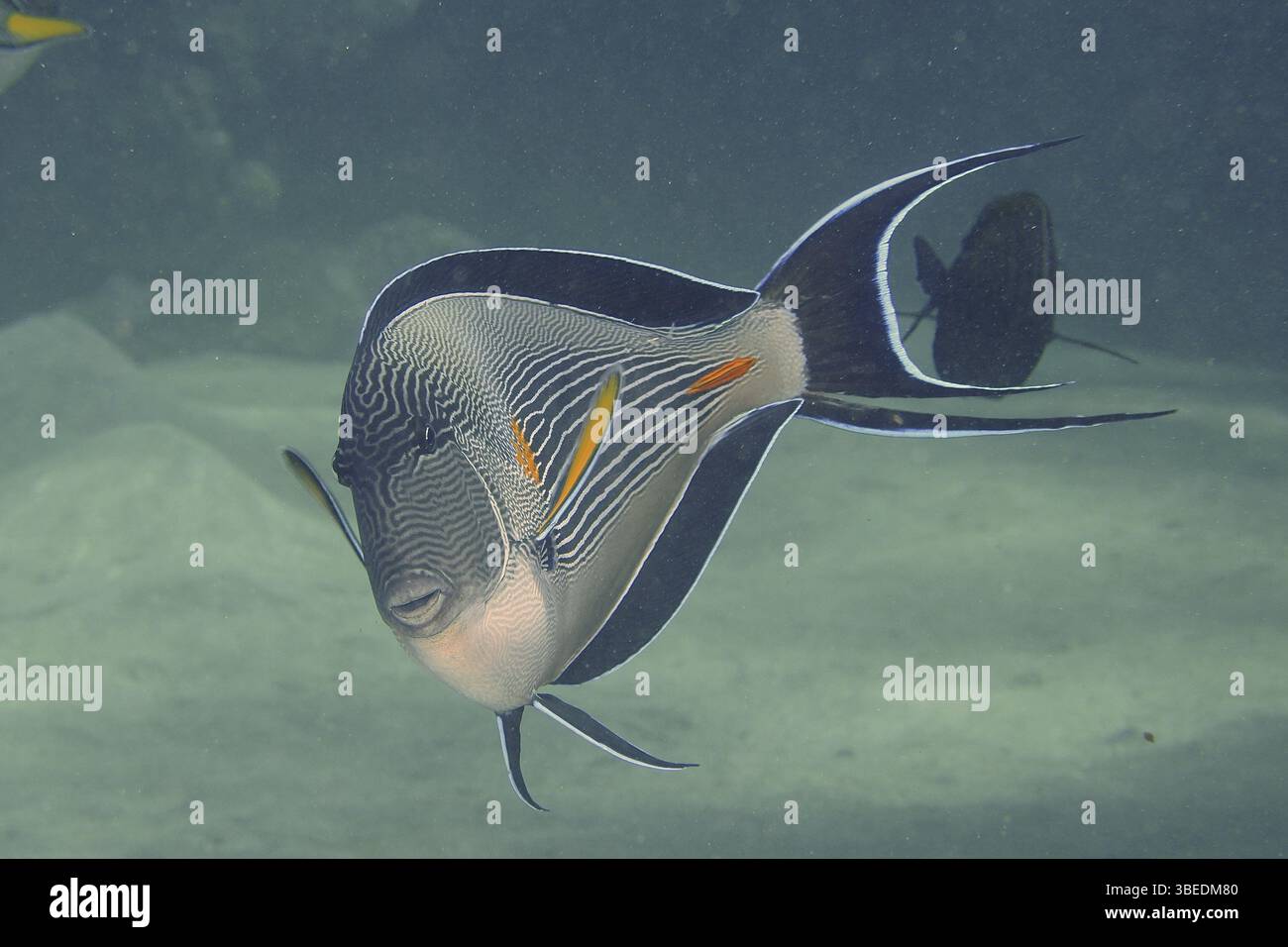 Rotmeerklown Chirurgenfisch (Acanthurus sohal) Stockfoto