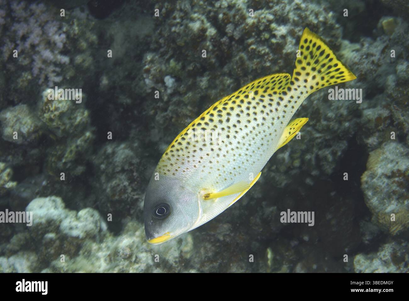 Schwarz gepunktete Süßlippen (Plectorhinchus gaterinus) Stockfoto