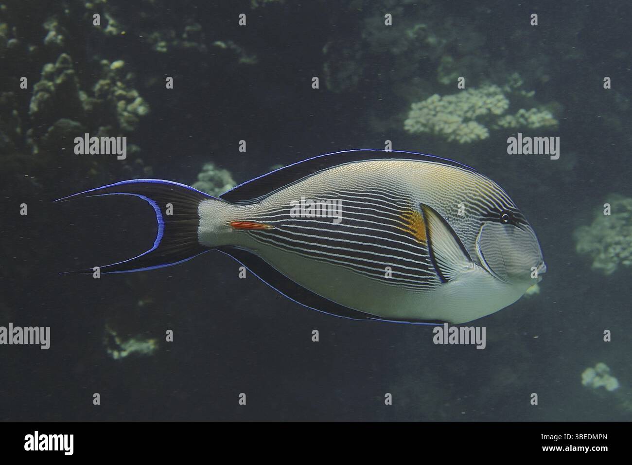 Rotmeerklown Chirurgenfisch (Acanthurus sohal) Stockfoto