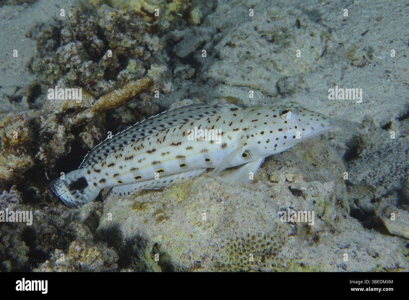 Schwarzfleckiger Sandbarsch (Parapercis hexophthalma) Stockfoto
