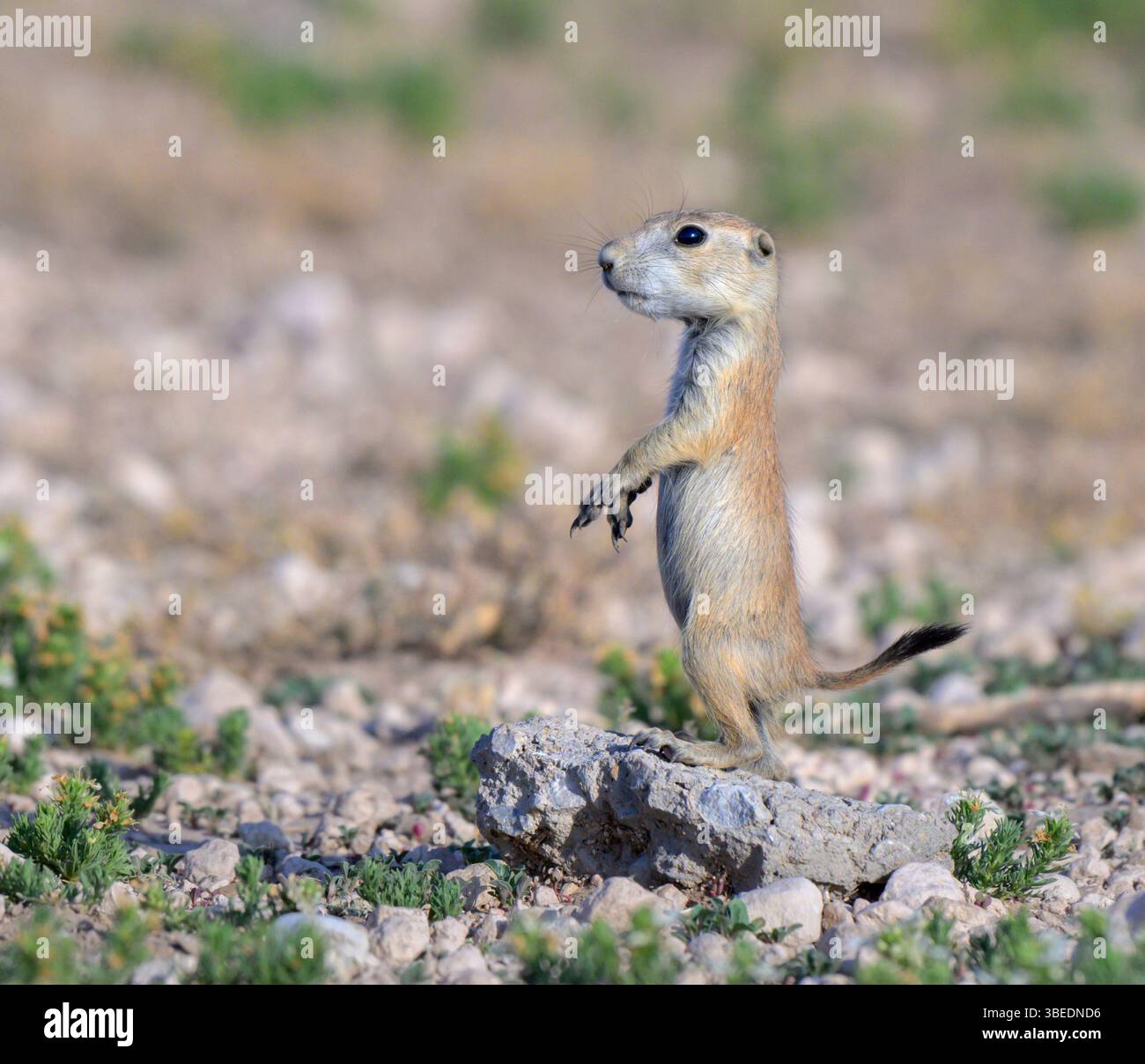 Junger Schwarzschwanz-Präriehund (Cynomys ludovicianus), der die Umgebung des Familienbaums in Lubbock, Texas, USA beobachtet. Stockfoto