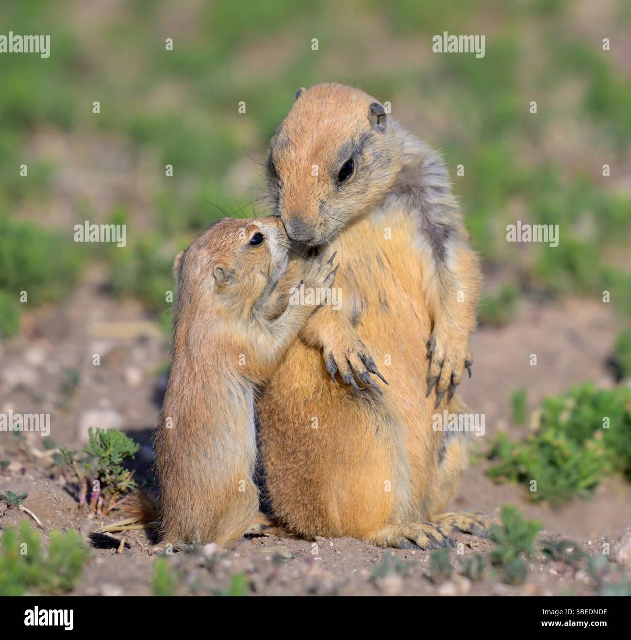 Weiblicher Schwarzschwanz-Präriehund (Cynomys ludovicianus) mit einem Welpen, Lubbock, Texas, USA. Stockfoto