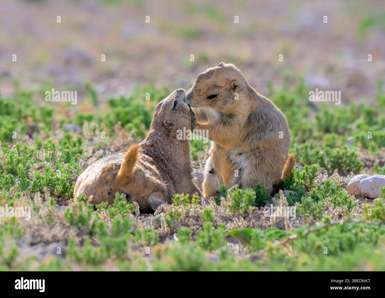 Familienpflege der Schwarzschwanz-Präriehunde (Cynomys ludovicianus) am sonnigen Morgen in Lubbock, Texas, USA. Stockfoto
