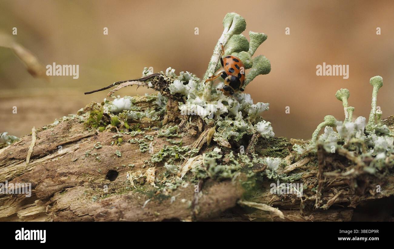 13-fleckiger Marienkäfer auf Cladonia Flechten (Hippodamia tredecimpunctata) Stockfoto