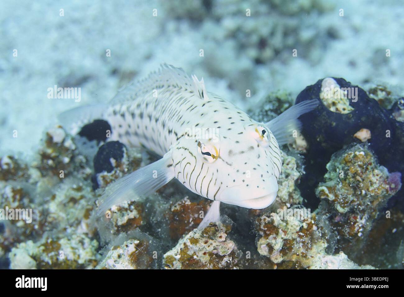Schwarzfleckiger Sandbarsch (Parapercis hexophthalma) Stockfoto