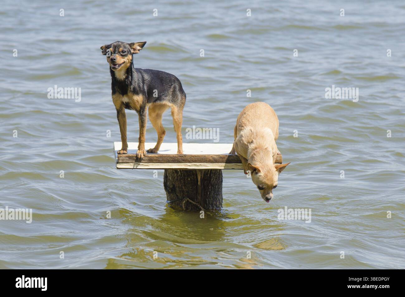 Auf dem Tisch in den Fluss gesetzt Hunde zwei Zwerg - russischer Toy Terrier und Chihuahua, ins Wasser springen will Stockfoto
