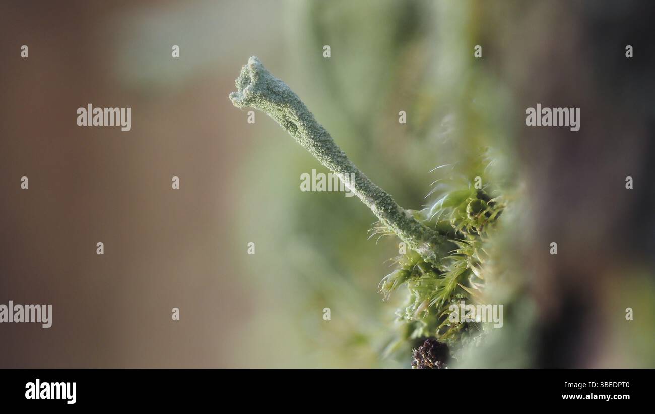 Flechten aus breitem Kelch (Cladonia pleurota) Stockfoto