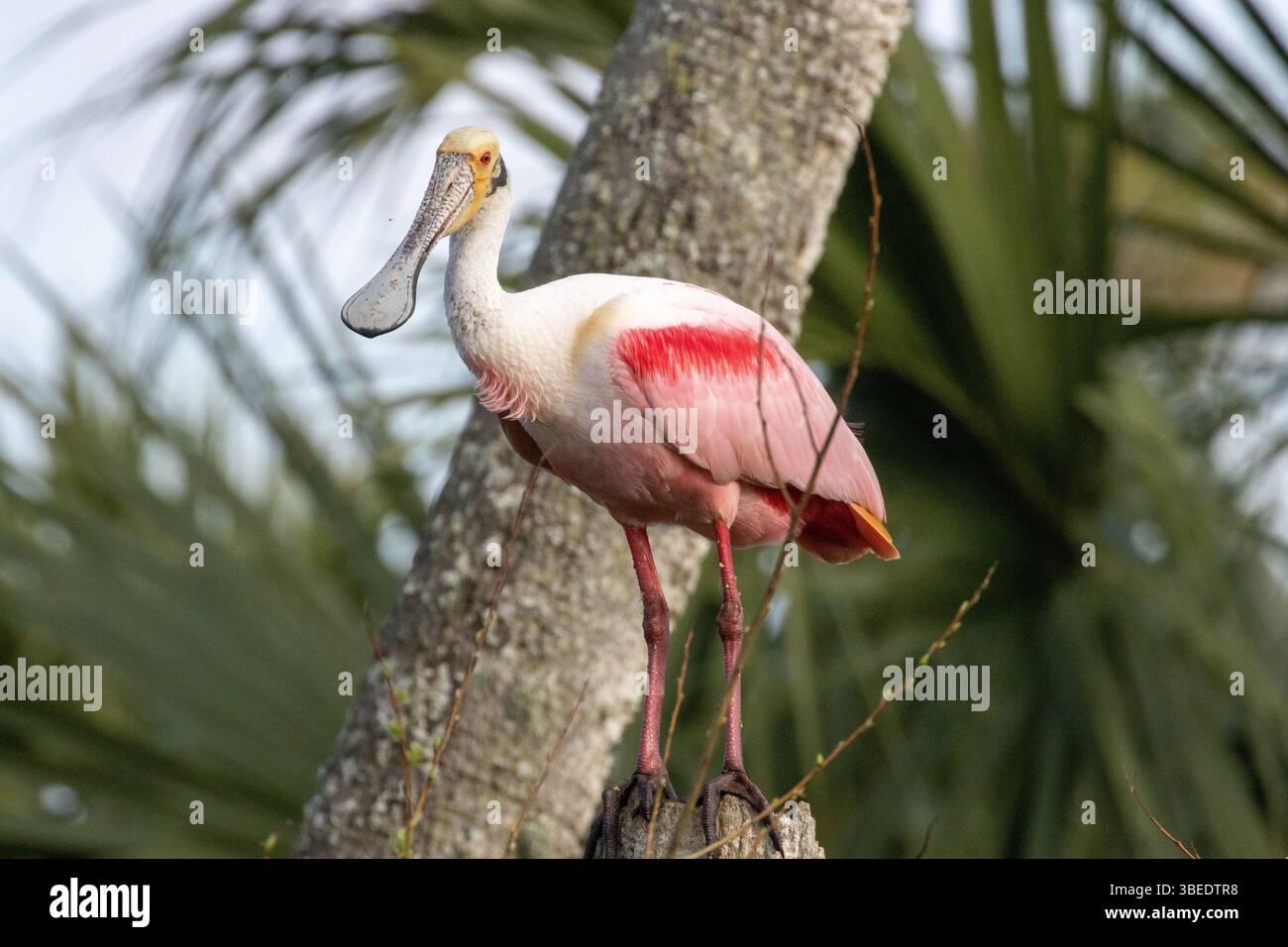 Roseate Spoonbill posiert im Orlando Wetlands Park Stockfoto