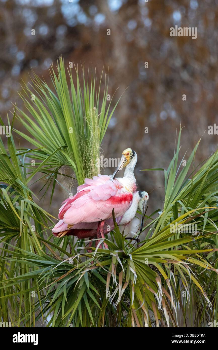 Zuchtpaar von Rosenlöffeln in Palme Stockfoto