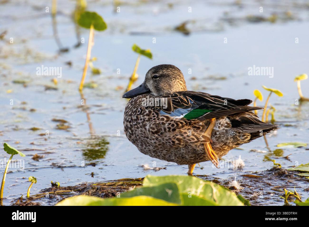 Grün geflügeltes Petrol bei Sonnenuntergang Stockfoto