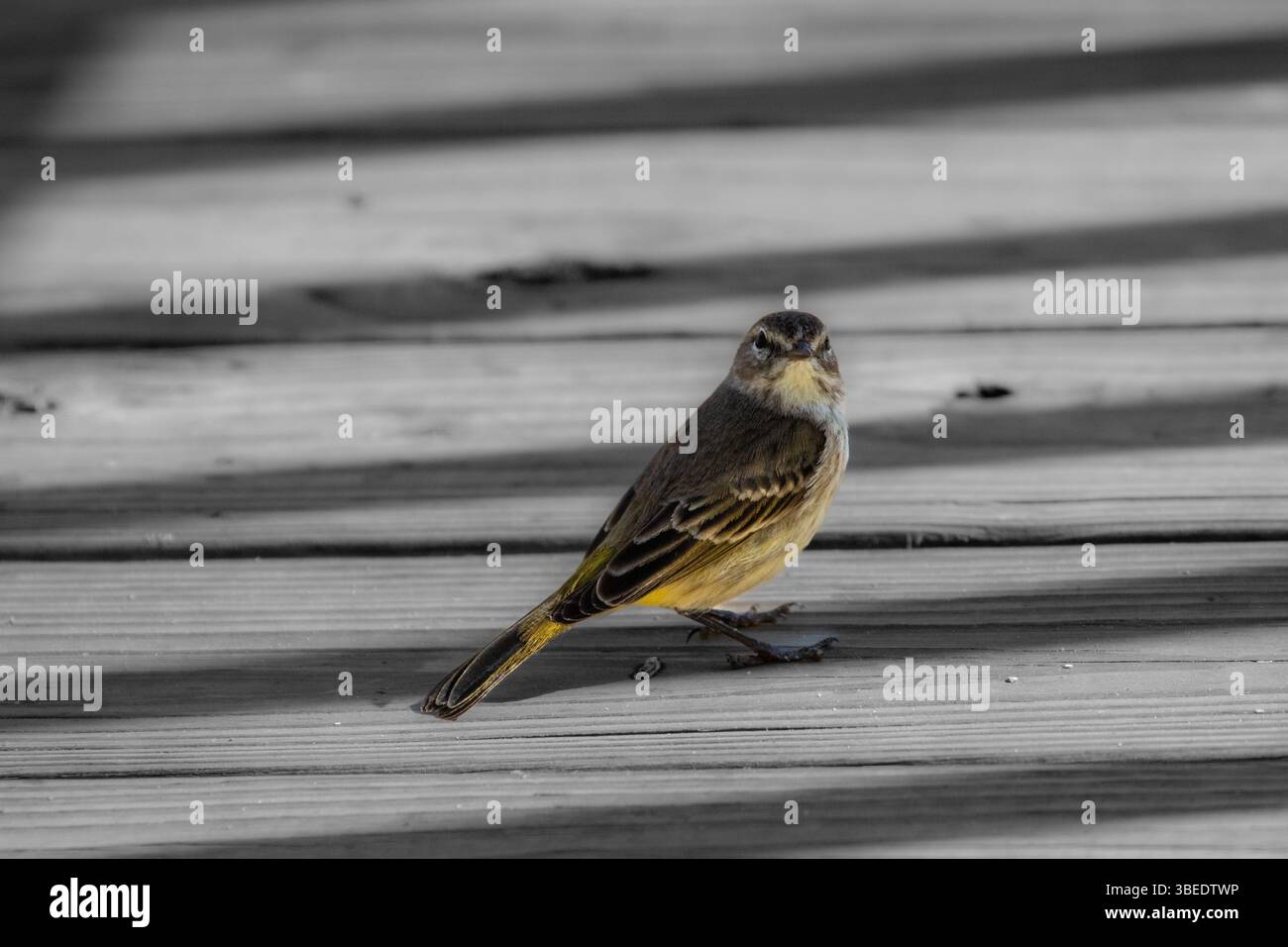 Palm Warbler auf dem Boardwalk Stockfoto