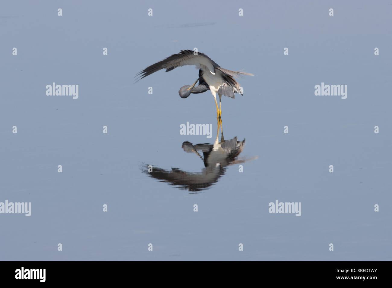 Dreifarbiger Reiher tanzt für Essen-1 Stockfoto