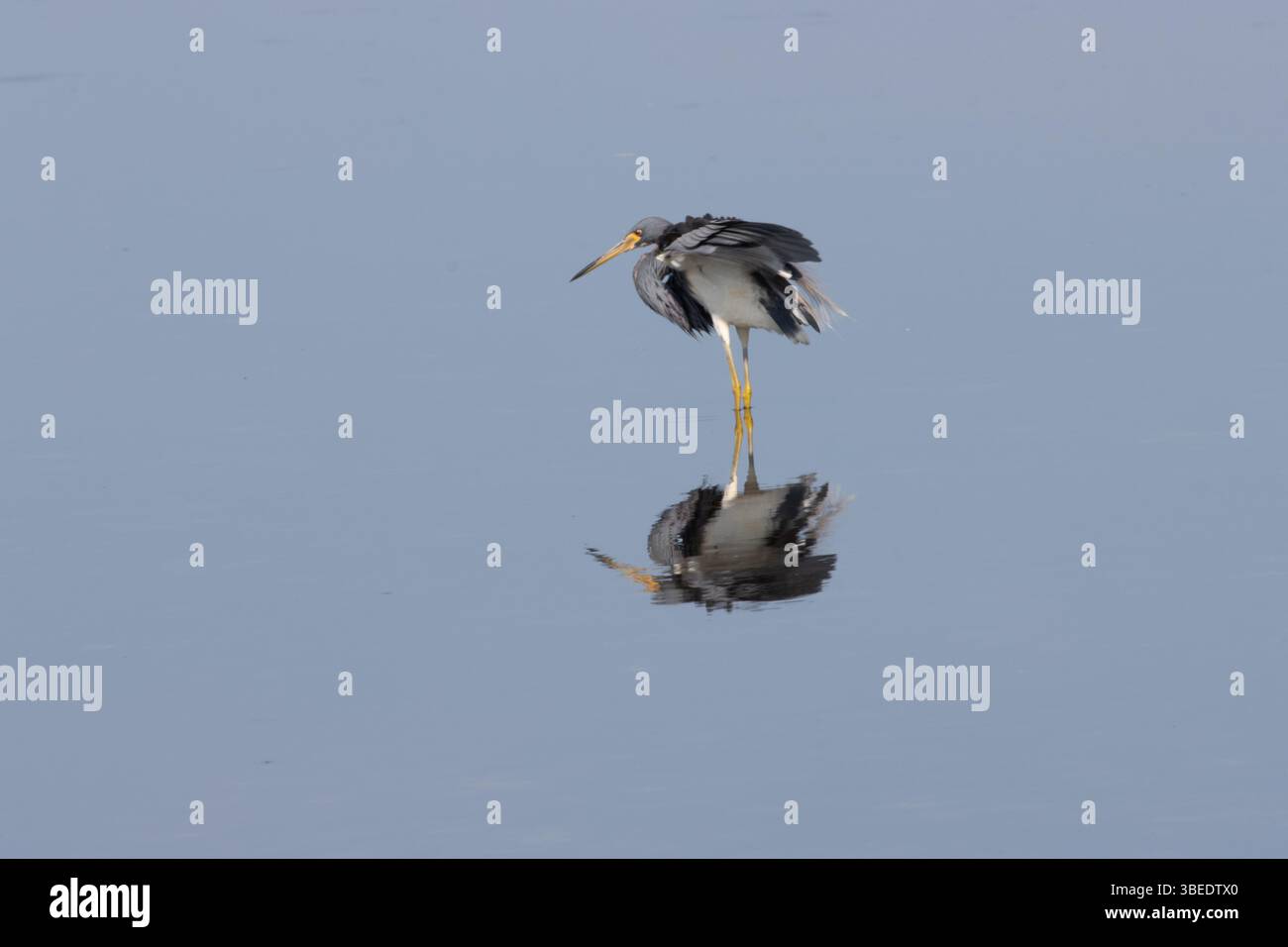 Dreifarbiger Reiher tanzt für Essen-3 Stockfoto