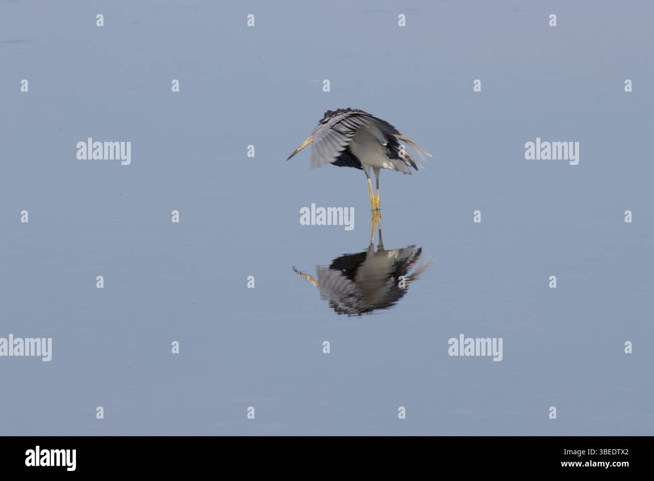 Dreifarbiger Reiher tanzt für Essen-2 Stockfoto