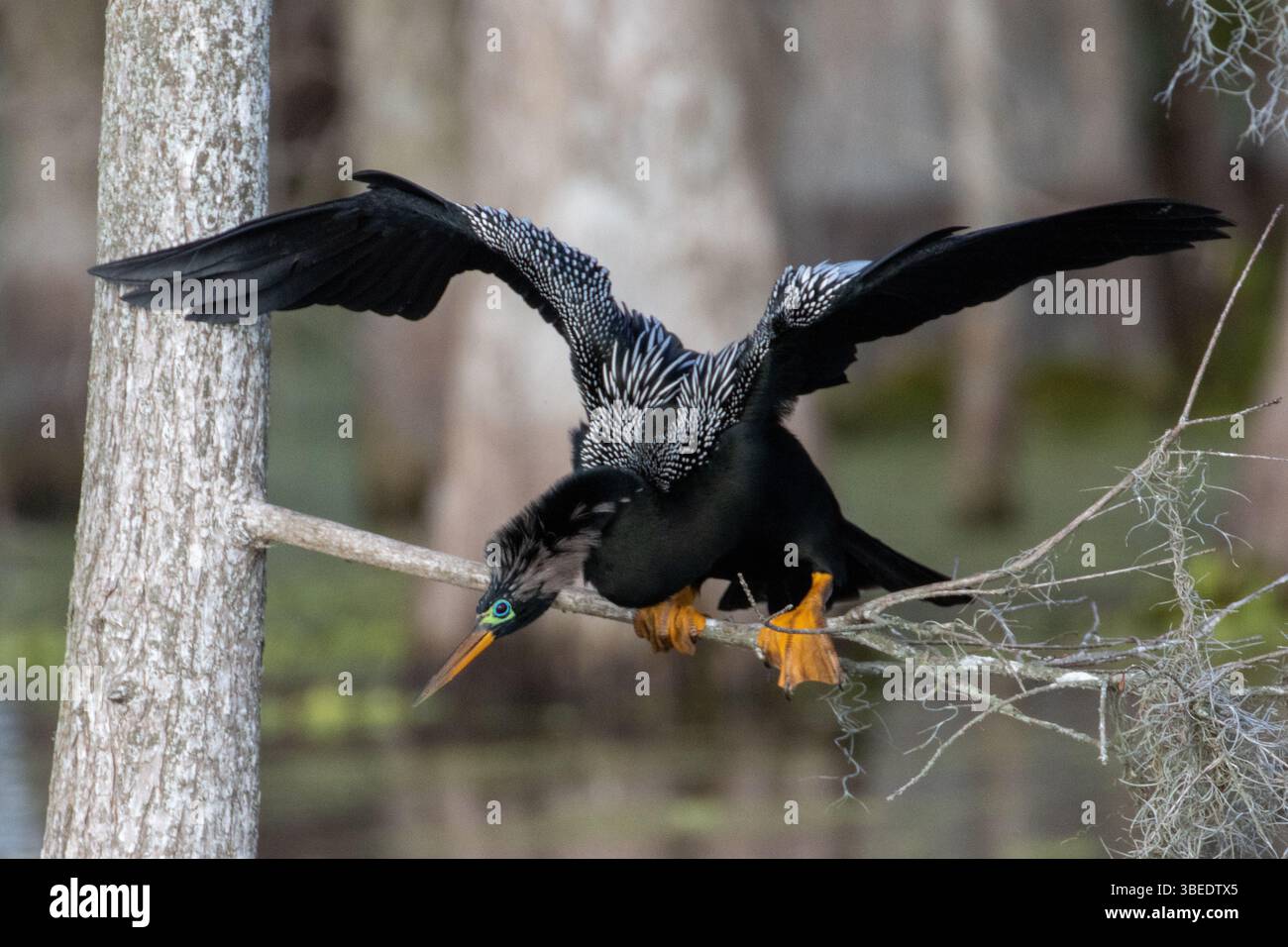 Anhinga versucht, ausgewogen zu bleiben Stockfoto