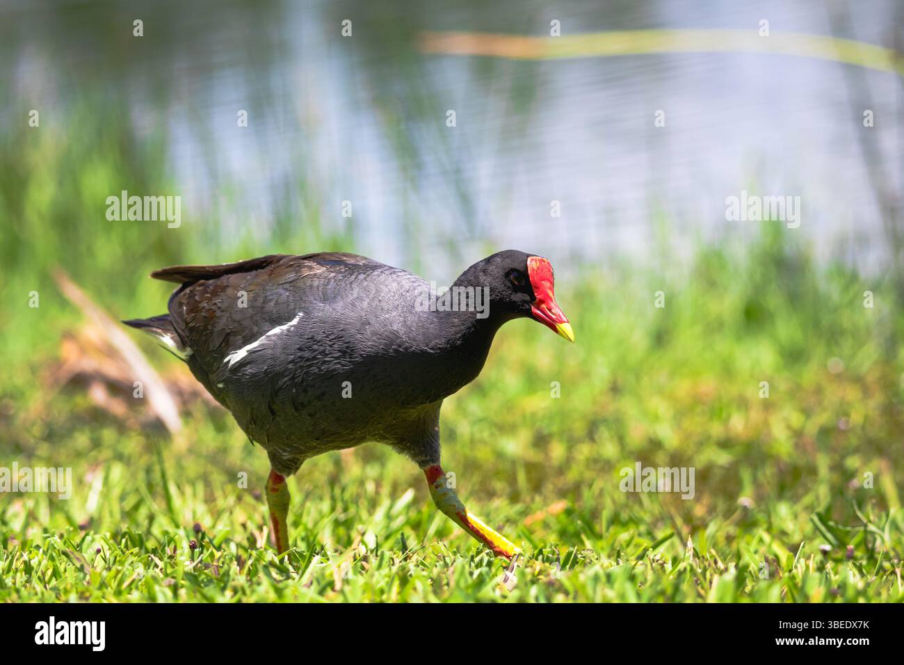 Eine gewöhnliche Gallinule, die auf der Suche nach Nahrung durch ein Feld geht Stockfoto
