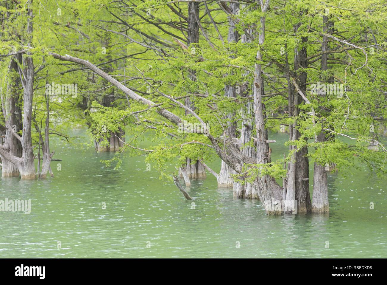 Wächst aus dem Wasser der Kiefer Baumstämme von Cypress swamp Stockfoto