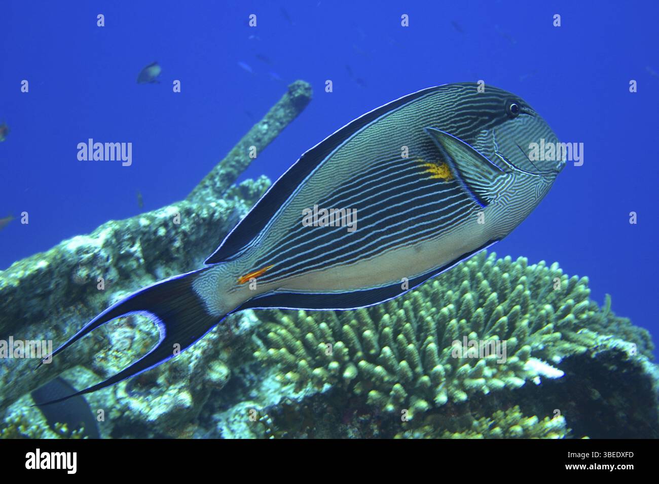 Rotmeerklown Chirurgenfisch (Acanthurus sohal) Stockfoto