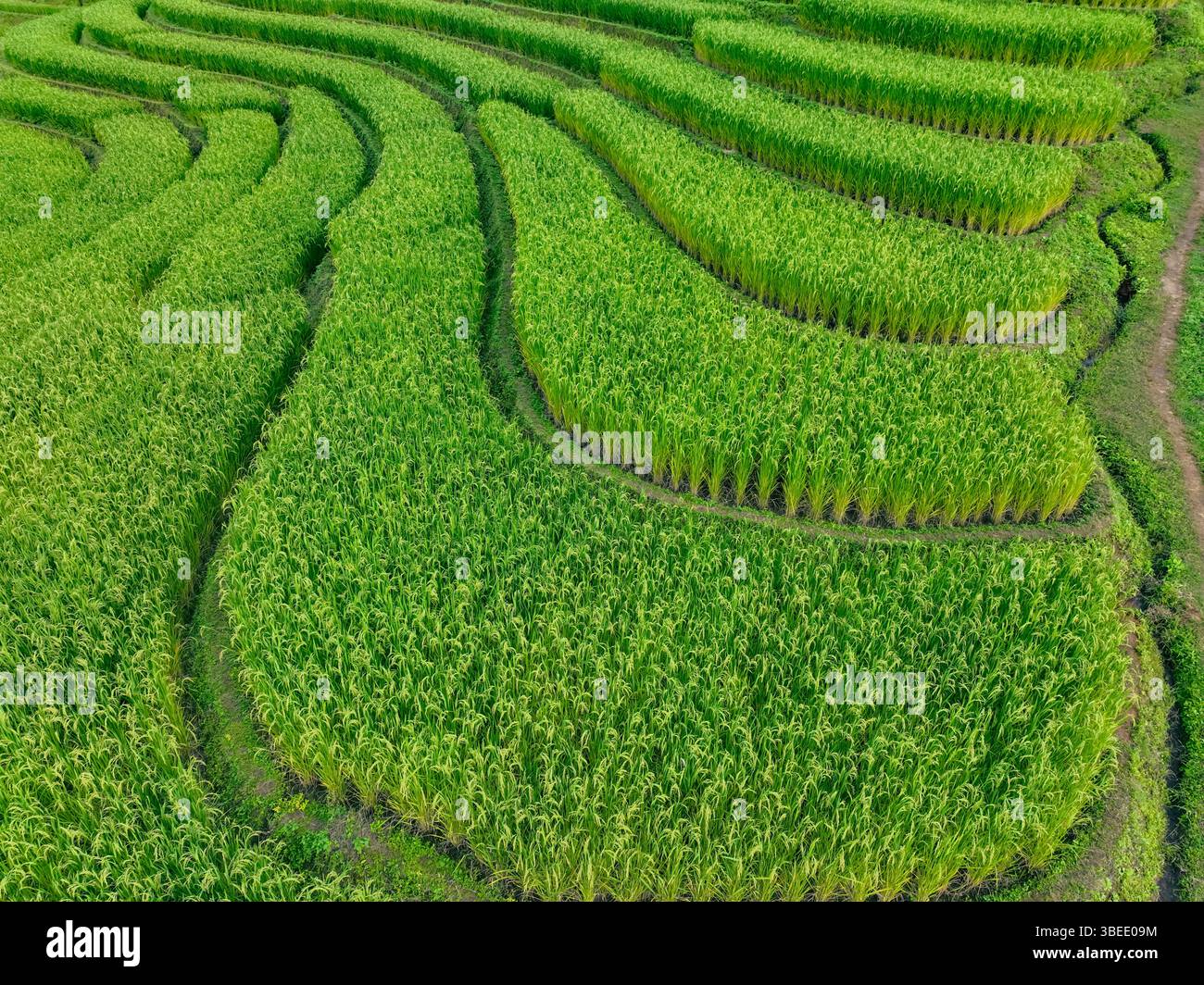 Üppig grüne Reisterrassen Feld. Die künstlerische Harmonie zwischen menschlichem Anbau und Naturlandschaften, in denen nachhaltige landwirtschaftliche Praktiken entstehen Stockfoto
