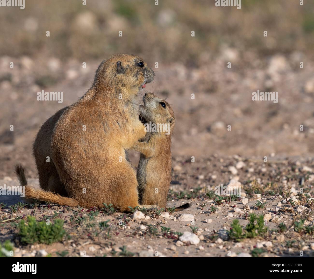 Interaktion zwischen Erwachsenen und jungen Präriehunden im Rahmen der täglichen Pflege, Lubbock, Texas, USA Stockfoto