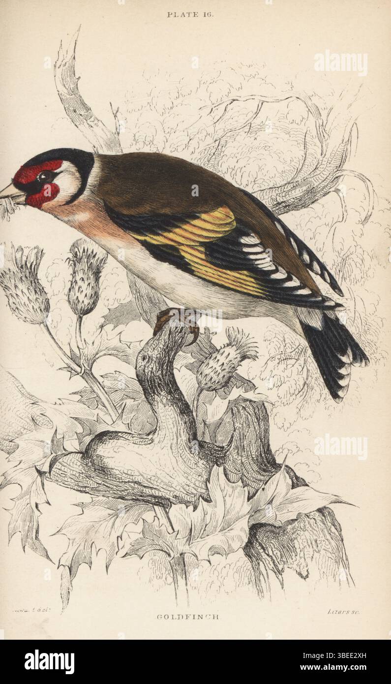 Eurasischer Goldfink, Carduelis carduelis. Gewöhnlicher Goldfink, Carduelis elegans. Handkolorierter Stahlstich von William Lizars nach einer Illustration von James Stewart aus Sir William Jardine’s Ornithology, British Birds, Incessores, Vol. XXV of the Naturalist’s Library, W.H. Lizars, Edinburgh, 1843. Stockfoto