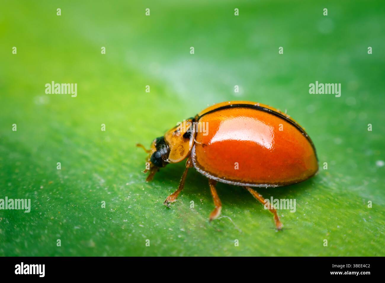 Makro von Käfer-Insekten (Marienkäfer) orange und Punkt schwarz Farbe nah auf dem grünen Blatt oder lassen Sie in der Natur Stockfoto