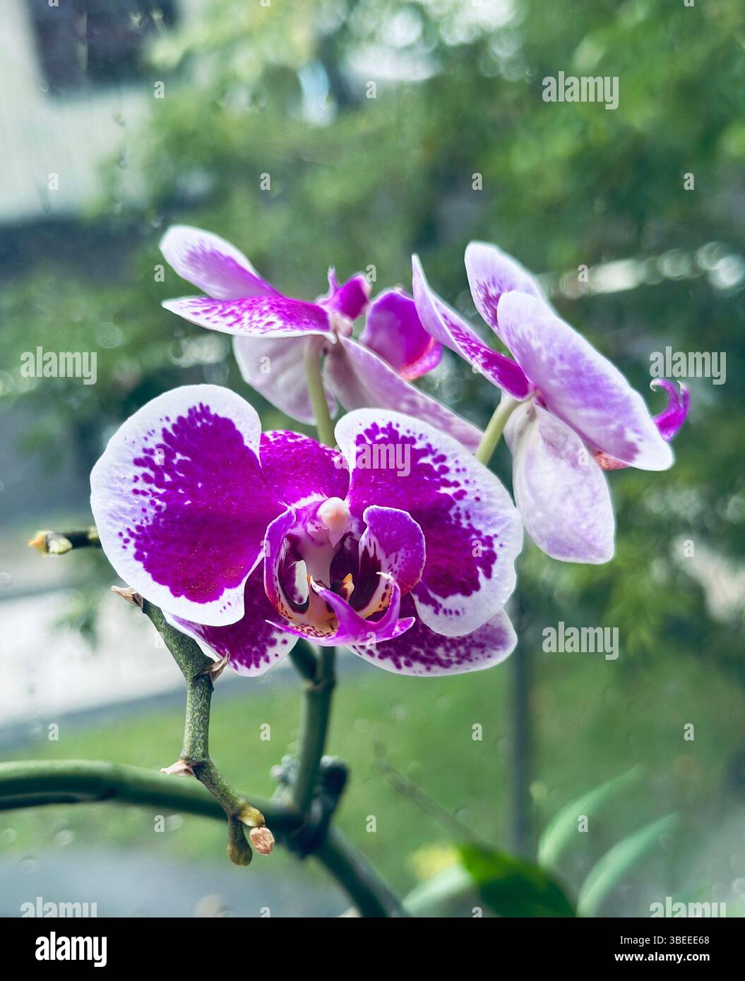 Eine zarte lila Orchidee in voller Blüte, die Eleganz und natürliche Schönheit am Fenster ausstrahlt. - Smartphone-aufgenommenes Stockfoto
