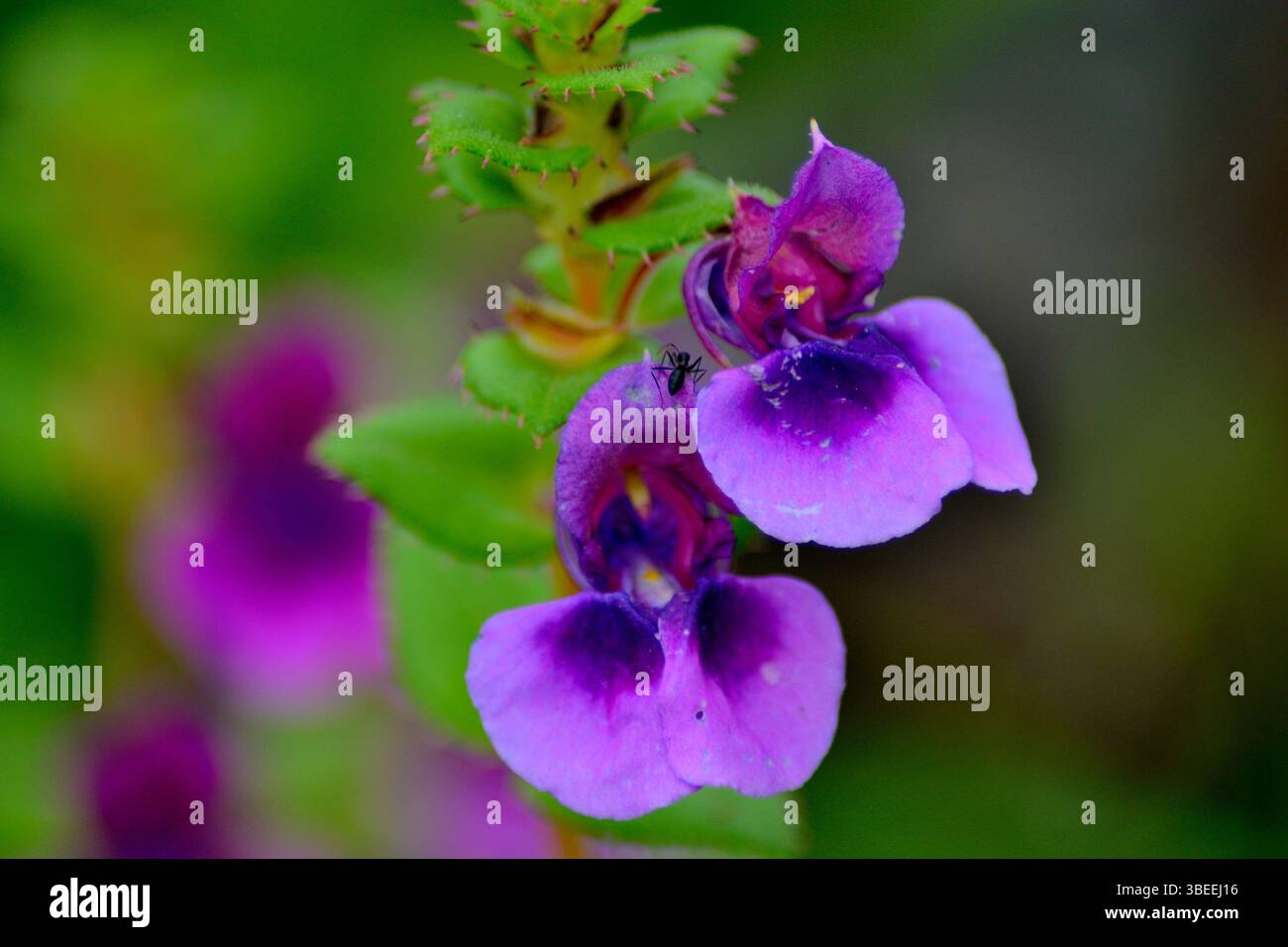 Saisonale Wildblumen im Kas Plateau Reserved Forest, auch bekannt als Kaas Pathar, ist ein Plateau in der Nähe von Satara, Maharashtra, Indien Stockfoto