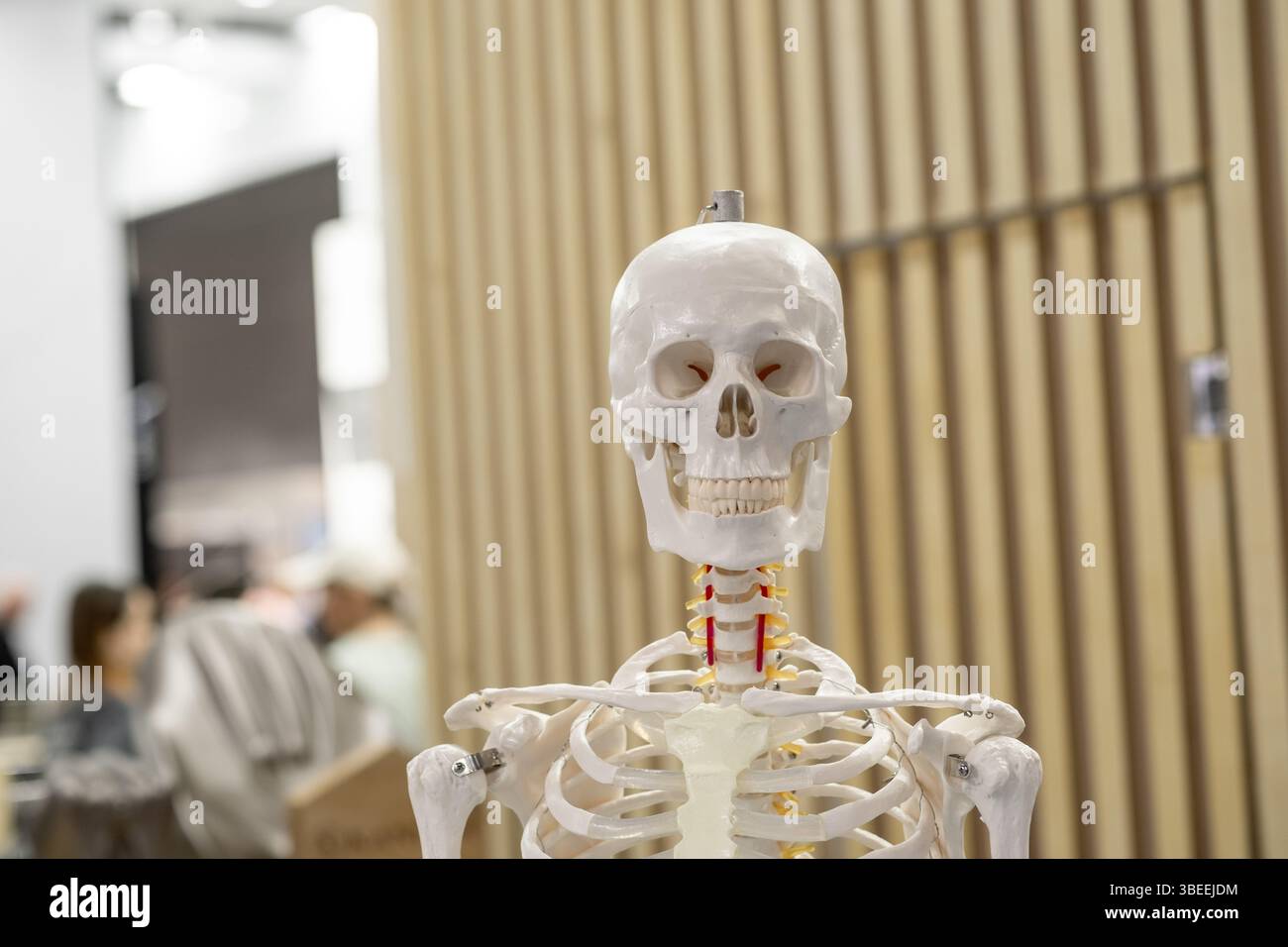 Menschliches Skelett-Modell, das in der Bildungseinrichtung angezeigt wird Stockfoto
