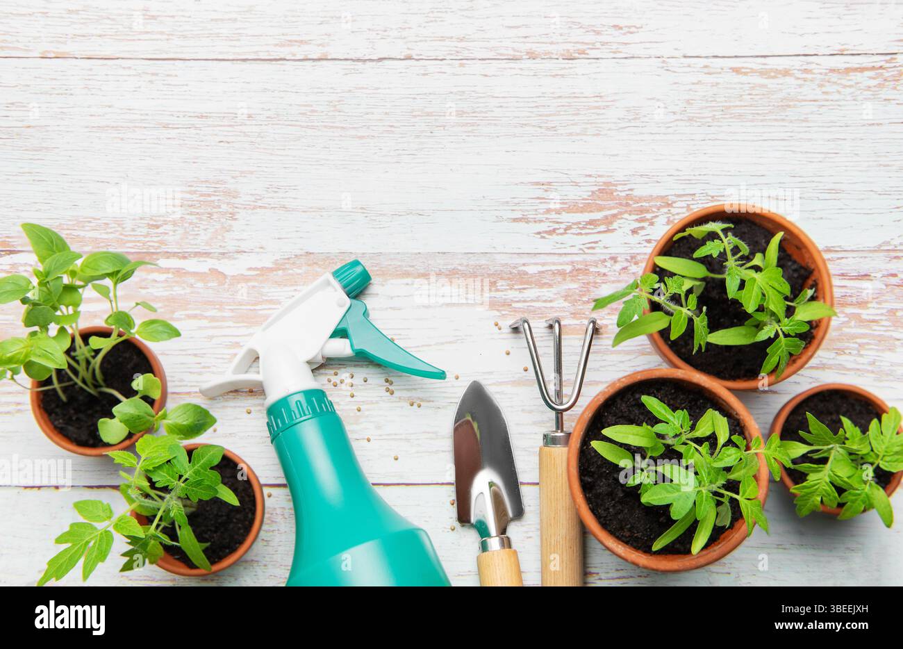 Gartenwerkzeuge, Sprühflasche und Tomatensämlinge auf einem rustikalen weißen Holztisch, die eine Frühlingspflanzenszene schaffen Stockfoto