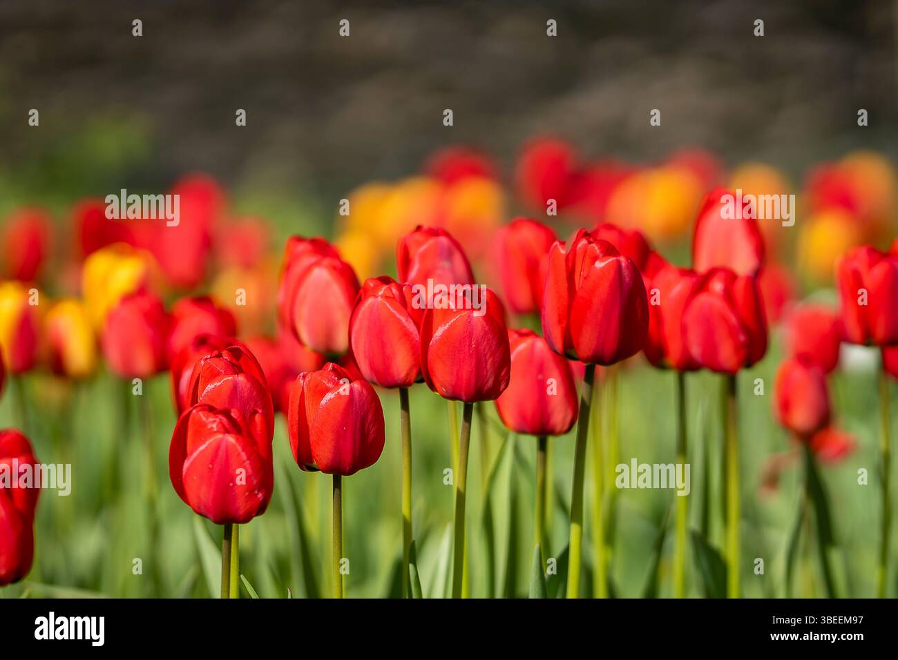 Tulipa Apeldoorn, Darwin Hybrid. Rote Tulpen beginnen zu blühen im Tulpenfeld im Garten. Hintergrund der roten Tulpen. Hintergrundbild. Poster. Selektiver Fokus. Stockfoto