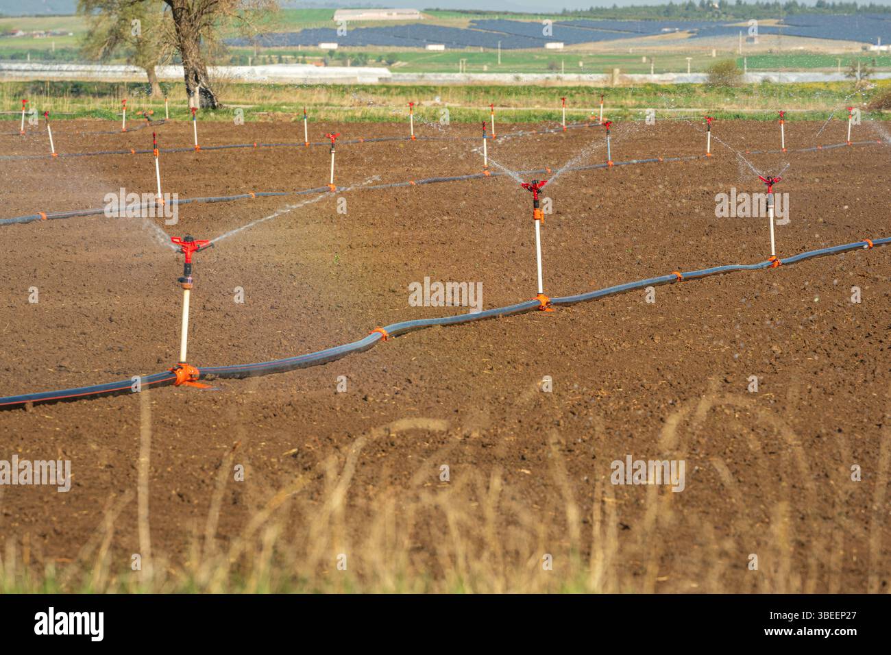 Automatische Sprinkler-Bewässerung in der Gemüsefarm. Selektiver Fokus und Bewegungsunschärfe Stockfoto