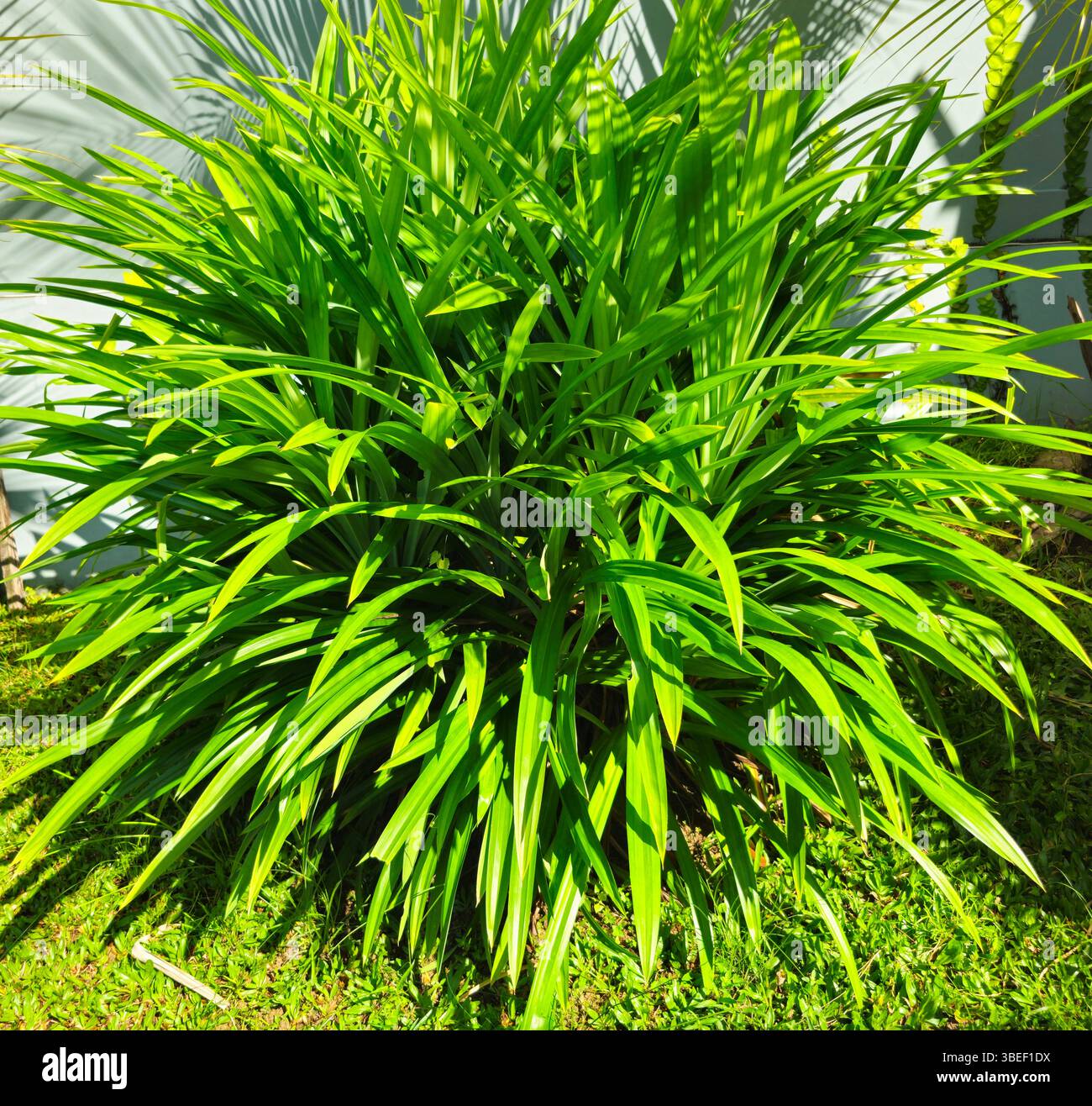 Pandanus amryllifolius oder duftende Schraubenkiefer oder Pandanus-Baum. Es hat duftende Blätter, die häufig in der Küche südostasiens oder südasiens zum Aroma verwendet werden - Smartphone-aufgenommenes Stockfoto