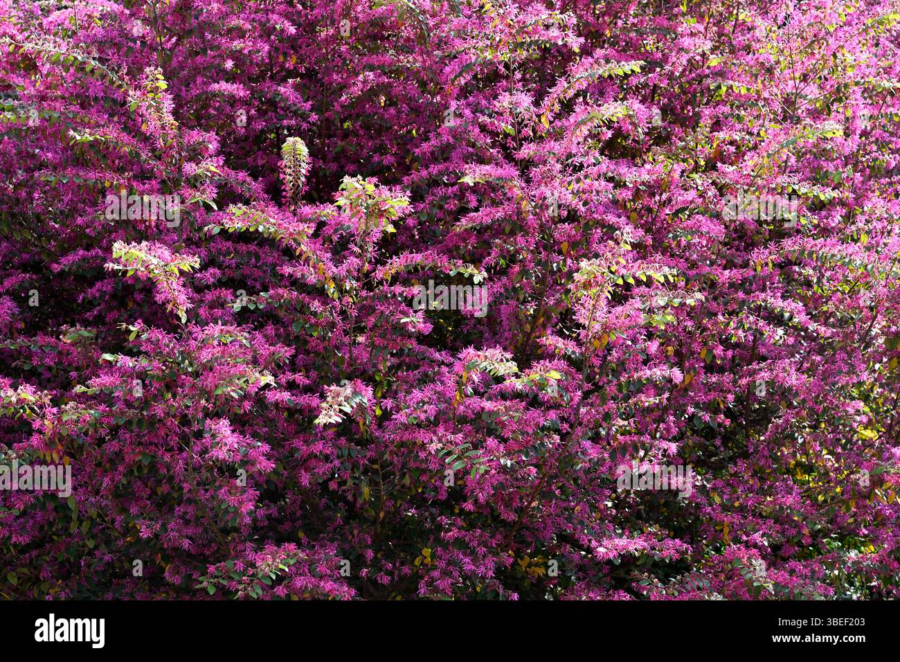 Kirschblüte im Hama Rykiu Garten, Shimbashi, Tokio, Japan. Stockfoto